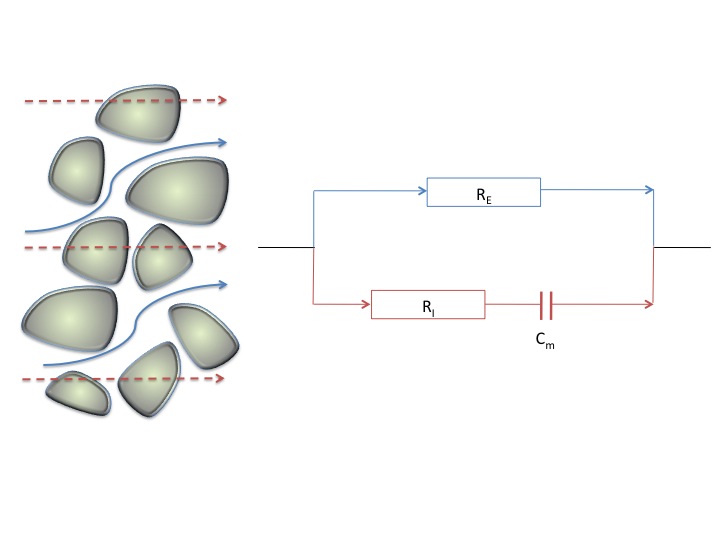 The Cole Model of Cells